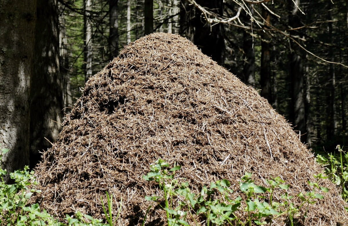 Ameisenbau - Ameisen - so klein und so stark
