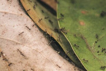 Ameisenprojkte Beitragsbild - Ameisen - so klein und so stark