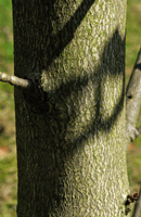 BaumrindeKastanie 0 - Den Baum als Lebensraum kennenlernen