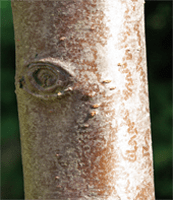 BaumrindeObst 0 - Den Baum als Lebensraum kennenlernen