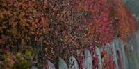 Kunst im Herbst Rothecke - Farbschauspiel im Herbst