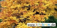 Kunst im Herbst gelb gruen - Farbschauspiel im Herbst