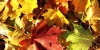 Kunst im Herbst gelbe Blaetter - Farbschauspiel im Herbst