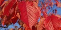 Kunst im Herbst rot - Farbschauspiel im Herbst