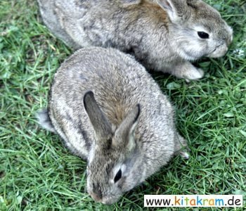 Kaninchen - Hase oder Kaninchen: was ist es?